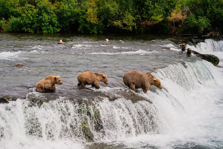 Prepare for the Excitement of Fat Bear Week - Don't Miss Out! - US Park Pass