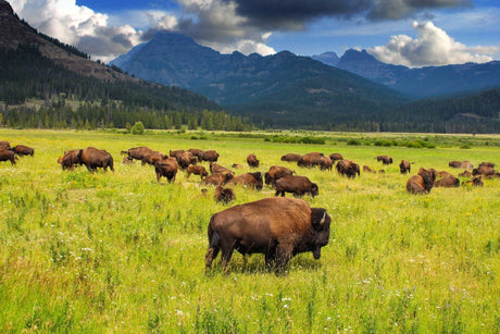 The Best National Parks for Wildlife Watching This Summer - US Park Pass