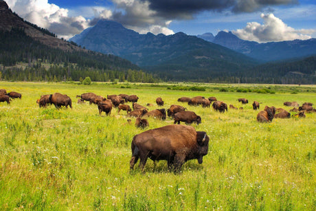 The Best National Parks for Wildlife Watching This Summer