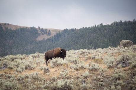 Wildlife Spotting in Fall: What to Look for in October