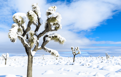 January Spotlight: Top 5 National Parks to Visit This Month - US Park Pass