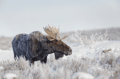 7 Incredible Winter Wildlife Encounters to Have This January - US Park Pass