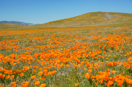 Where the Wildflowers Are: 5 National Parks for a Spring Bloom - US Park Pass