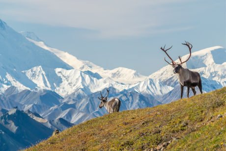 Exploring Denali National Park: A Comprehensive Travel Guide