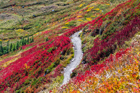 Discover the Vibrant Tapestry of Wildflowers in America's National Parks This May - US Park Pass