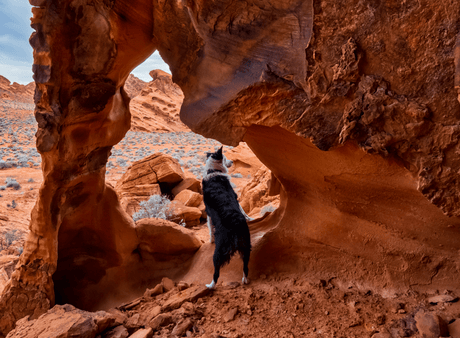 Top Pet-Friendly National Parks - US Park Pass