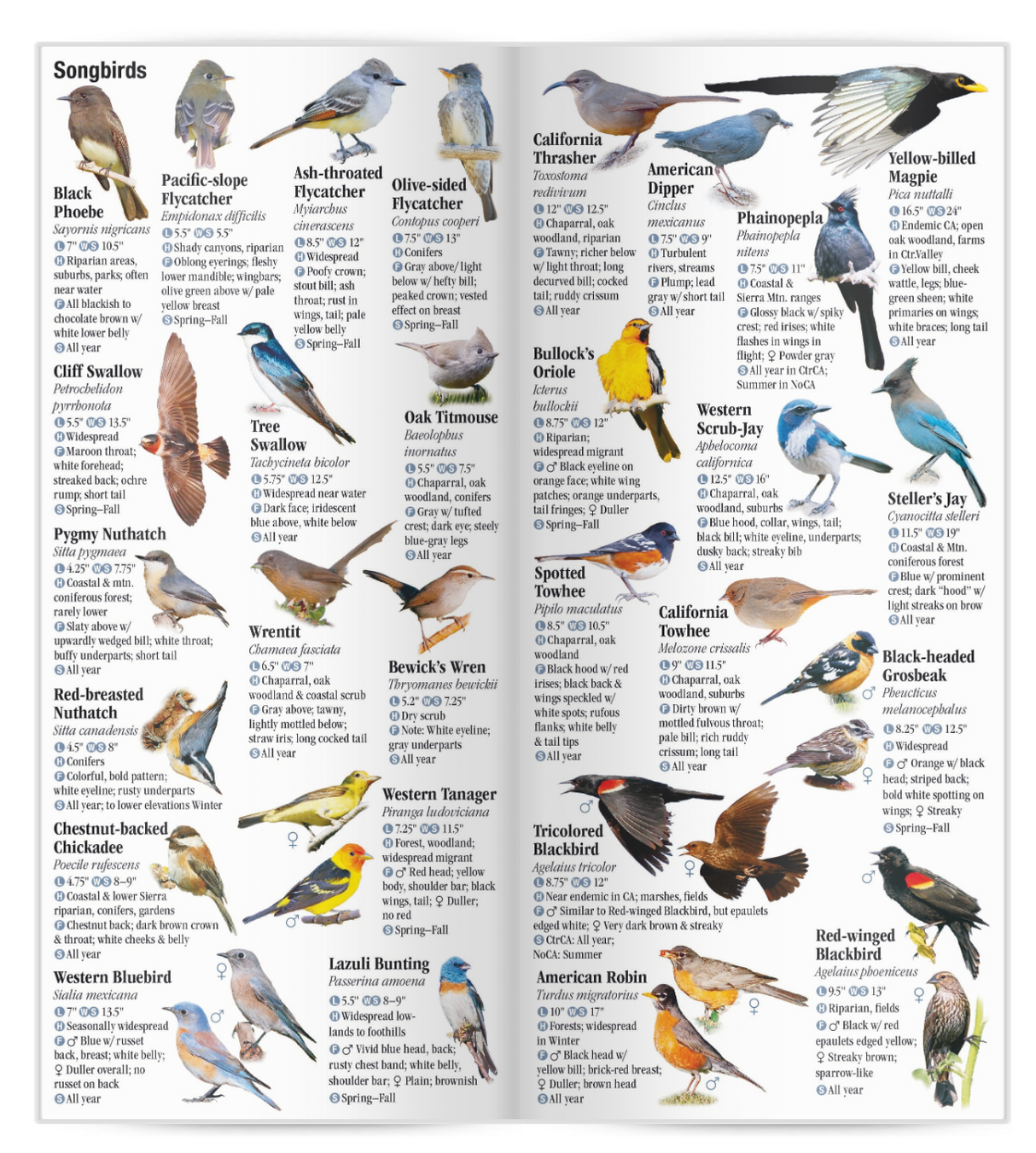Birds of Central & Northern California: A Guide to Common & Notable Species