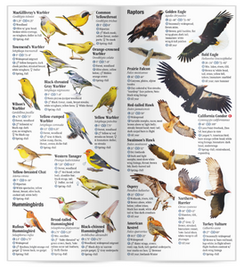 Birds of Utah: A Guide to Common & Notable Species