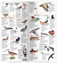 Load image into Gallery viewer, Birds of Yellowstone &amp; Grand Teton National Parks: A Guide to Common &amp; Notable Species
