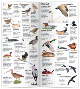 Birds of Yellowstone & Grand Teton National Parks: A Guide to Common & Notable Species