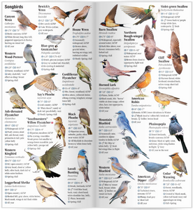 Birds of Northern Arizona including Flagstaff, Sedona, and Grand Canyon National Park