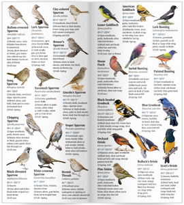 Birds of Texas Big Bend Country including Big Bend National Park